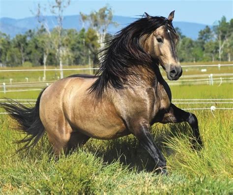Event calendar shows clinics andalusianworld brand bank are you listed? Rayadillo SG | Andalusian/PRE | Stallion Services for sale ...