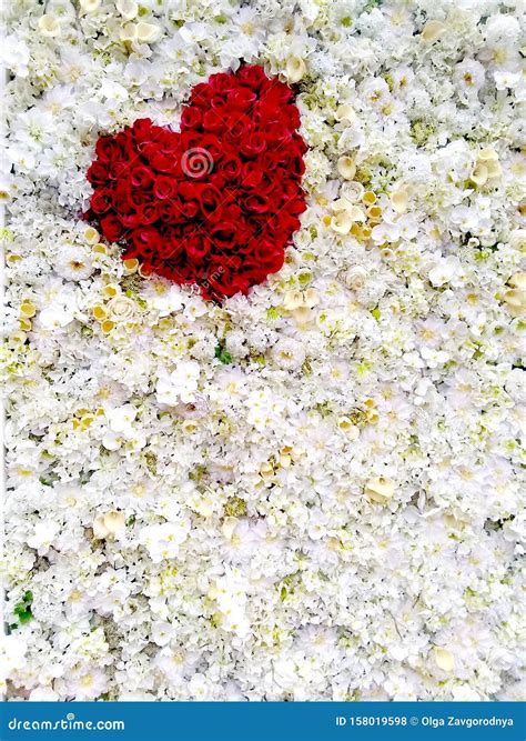 Rose Flower Heart Stock Photo Image Of Botanical Softness 158019598