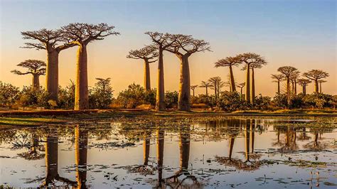South African Trees Impressive Ones You Must See Shamwari