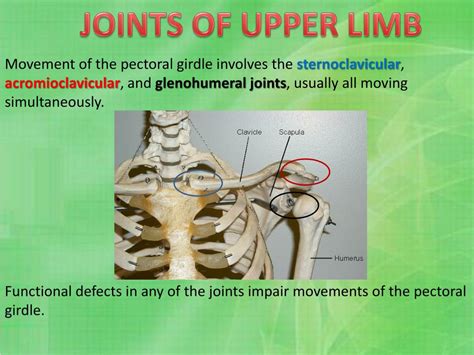 Ppt Bones And Joints Of The Upper Limb Powerpoint Presentation Free