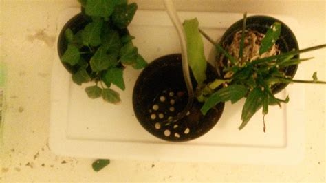 Hydroponics Growing Plants Without Soil 4 Steps Instructables