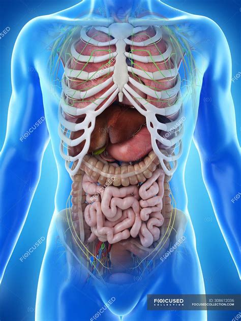 Human Male Anatomy Internal Organs Model Human Body Internal Organs Bodhiwasuen