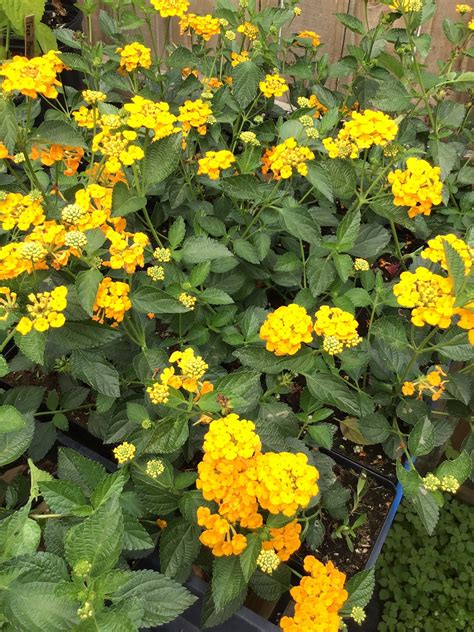 Yellow Lantana Plant Ubicaciondepersonascdmxgobmx