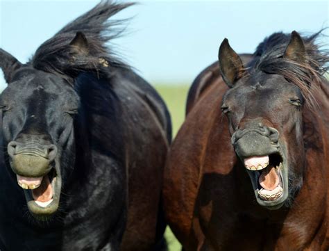 49 Funny Pictures Of Animals Laughing Will Brighten Up Your Day
