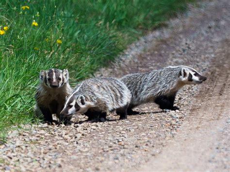 Badger American A Trio Of Badgers Waddling Down The Road Flickr