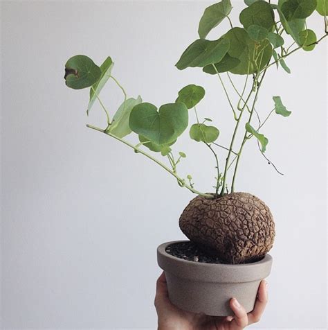 This article is about content available solely in the people's republic of china. #stephania #venosa #caudex #caudiciform | Super Plants ...