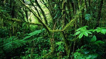 Rainforest Rica Costa Tropical Wallpapers Trees Jungle