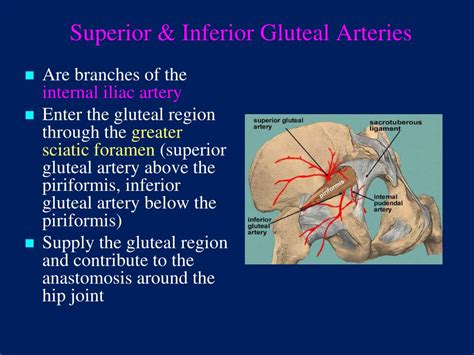 Ppt The Gluteal Region Buttock Powerpoint Presentation Free