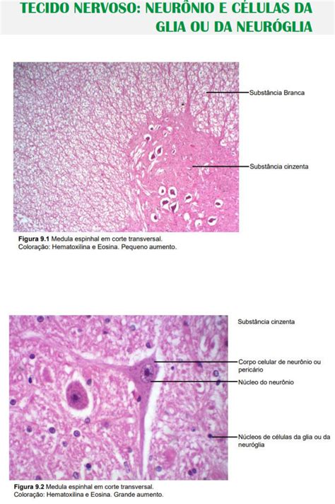 Laminas Histologicas Tecido Nervoso Histologia E Embriologia