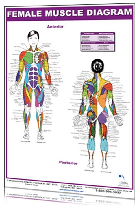 Female Muscle Diagram Clinical Charts And Supplies