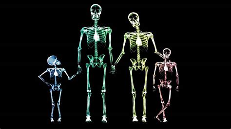Cuantos Huesos Tiene El Esqueleto De Un Bebe Kumpulan Berbagai Skripsi