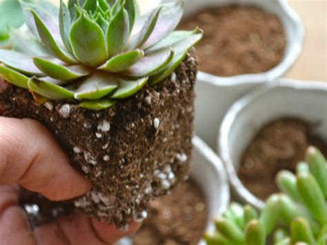 The recipe 5 parts perlite 4 parts bagged potting soil 1 part coarse sand pinch of rock dust. The Best Recipe To Make Your Own Succulent Soil ...