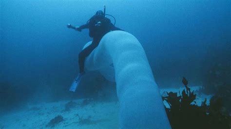 Pyrosomes Are The Borg Of The Oceans Mysterious Sea Creatures Sea