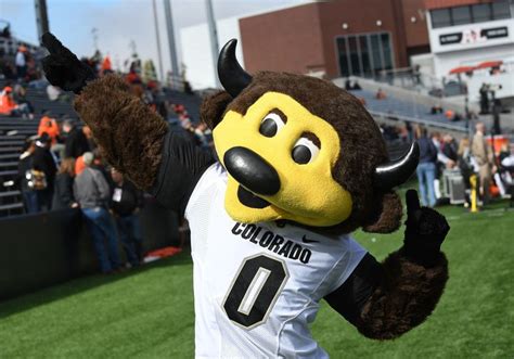 Colorado Football Mascot Chip Shoots Self In Groin With T Shirt Cannon