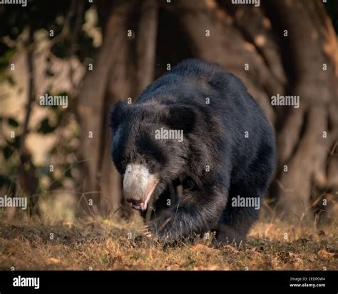 A Large Adult Sloth Bear Melursus Ursinus Is Walking About In The