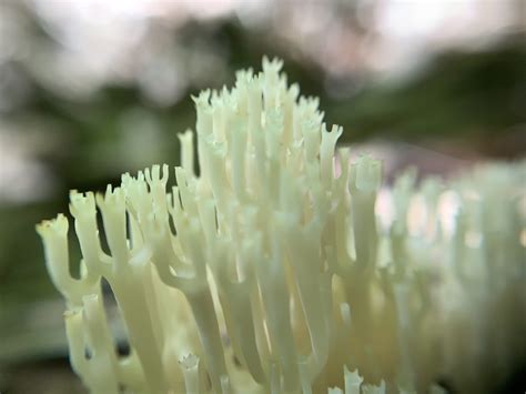Artomyces Pyxidatus Crown Tipped Coral Mushrooms Of Ct