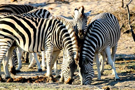 Best Time To See African Zebras In Botswana 2023 When To See Roveme