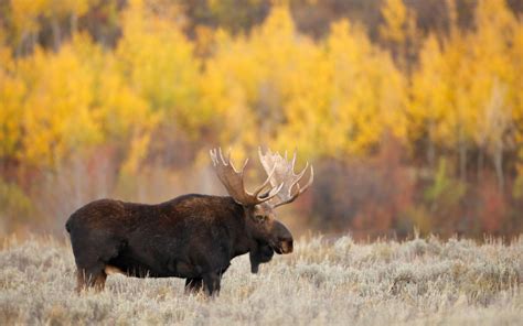 La Faune Québecoise Terra Canada