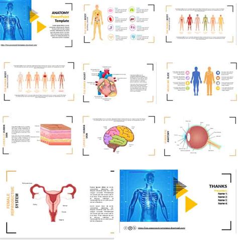 Free Anatomy Powerpoint Templates For Teachers And Students