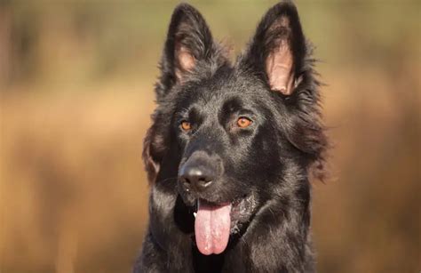 Black German Shepherd Whats The Difference Perfect Dog Breeds 2022