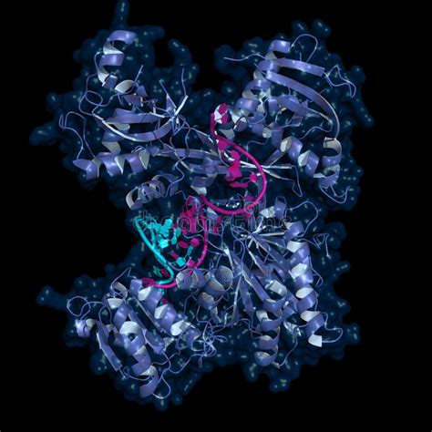 Die rna ist in menschlichen zellen nie ein speicher. Interaktion MiRNA-mRNA stock abbildung. Illustration von ...