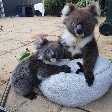 Koala On Instagram “come Here ️🐨 Credit Unknowdm For Credit Or