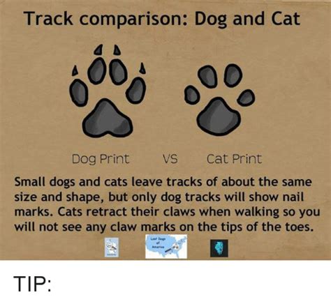 Cats have had retractable claws ever since their earliest cat ancestor lived about 20 to 25 million years ago. Cat paw print vs dog, IAMMRFOSTER.COM