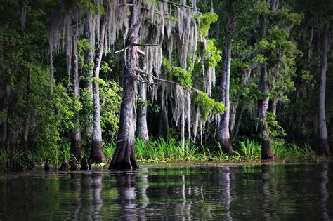 Marais Bayou Louisiane · Photo Gratuite Sur Pixabay
