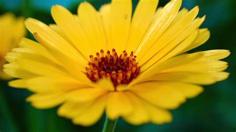 Closeup View Calendula Flower Petals Macro Yellow Blur Background 4k Hd