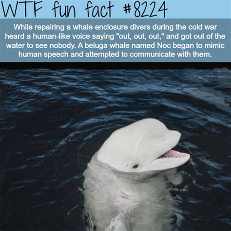 Beluga Whale Mimics Human Speech Wtf Fun Facts