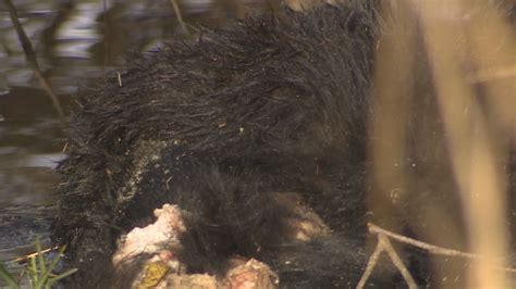 Mutilated Black Bears Discovered In Bc Cbc News