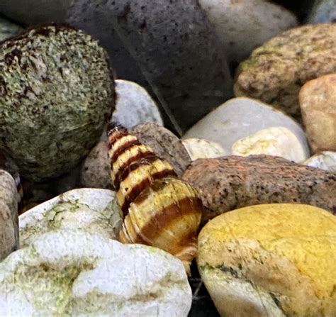 Les escargots - Aquariophile facile, en eau douce et marine.
