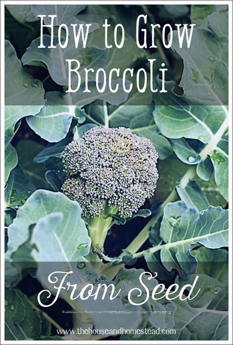 How To Grow Broccoli From Seed The House And Homestead Growing
