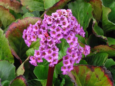 Pink Garden Flower Bergenia Cordifolia Bergenia Crassifolia The Badan