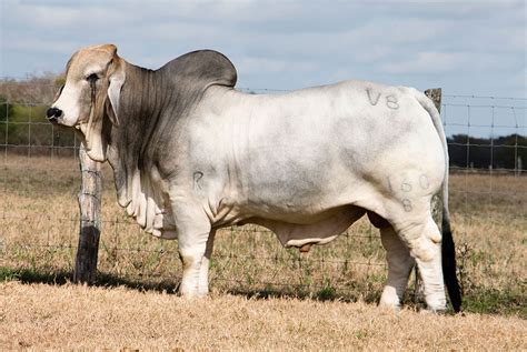 What Color Are Brahmans Br Cutrer Inc