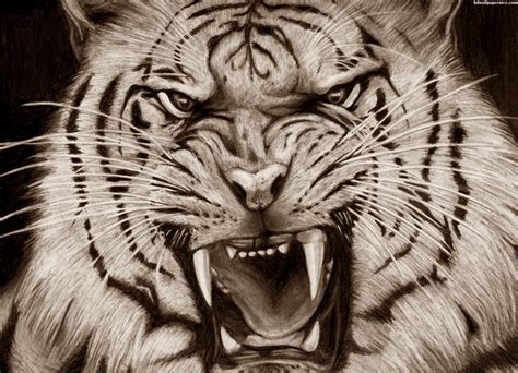 Tiger Scary Face Pencil Art Hd Wallpaper Tiger Art Hd 1600x1156