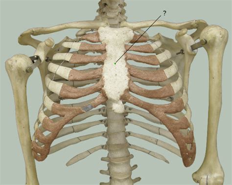 The chest wall is formed from the sternum anteriorly, 12 pairs of ribs, costal cartilages and intercostal muscles laterally, and the thoracic vertebrae posteriorly. Knowledge Assessment