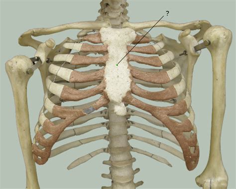 The first rib is a short, flat rib that is much wider and more curved than those previously described. Knowledge Assessment