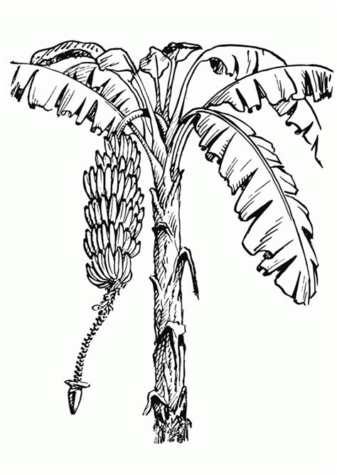 It is roasted, added to baked goods, desserts and juices. Banana Tree Coloring Page - Coloring Home