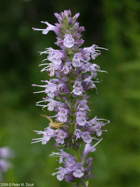 They make a refreshing addition to fresh fruit cups and summer salads. Agastache foeniculum (Blue Giant Hyssop): Minnesota ...
