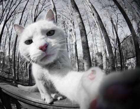News Cats Taking Selfies Is A Thing