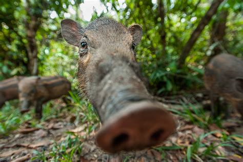 Rainforests play an invaluable role in sustaining life, but every year large portions of them are cut down for logging, mining, and cattle ranches. Indonesia | Sean Crane Photography
