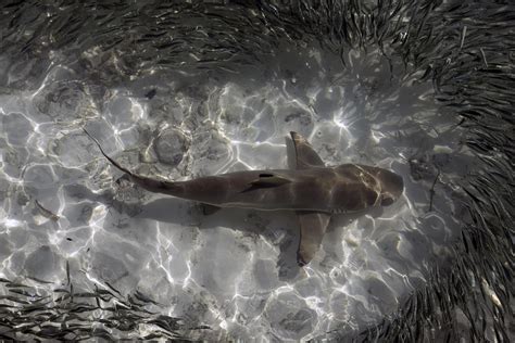 Black Tip Reef Shark Chasing Fish In The Maldives 270fan Flickr