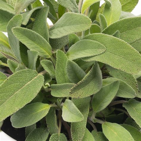 Sage Garden Plant Culinary Herb Free Uk Delivery