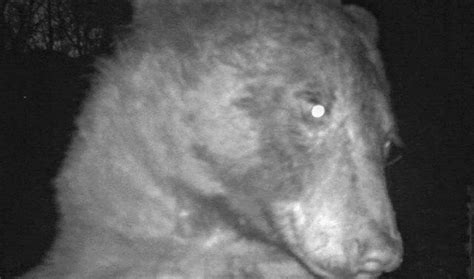 This Black Bear Took Hundreds Of ‘selfies On A Wildlife Camera Flipboard