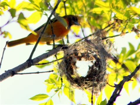 Baltimore Oriole Building Nest 20110509 Images From This M Flickr