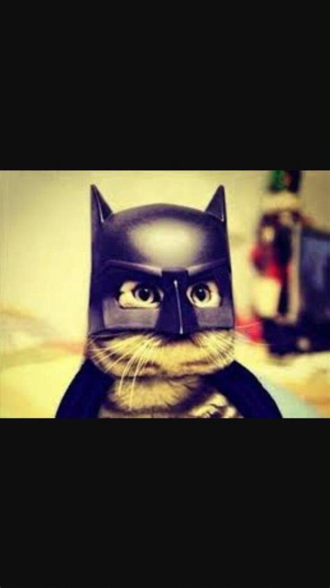 Batcat D Batman Cat Cats Tumblr Room Pictures Having A Bad Day
