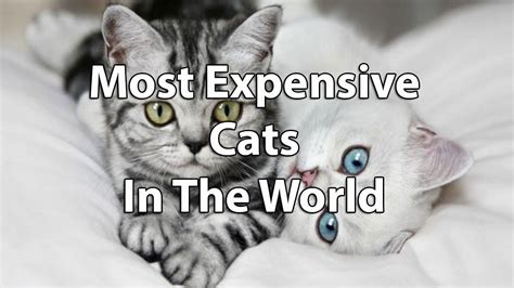 top   expensive cat breeds   world ashera  savannah financesonlinecom