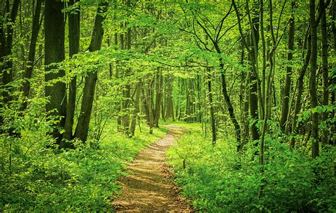 Supporting Private Forests — Penn State College of Agricultural Sciences