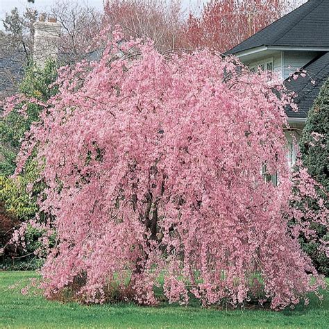 127 Gallon Pink Cherry Weeping Double Flowering Tree In